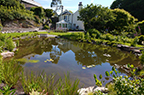 Garden ponds South Devon & natural widlife ponds